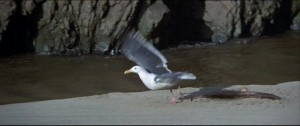 jonathan-livingston-seagull-1973-1