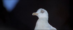 jonathan-livingston-seagull-1973-3