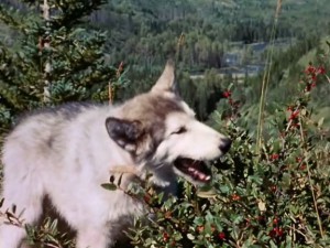 Nikki, Wild Dog of the North (1961) 5