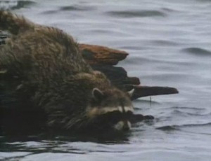 A Tale of Two Critters (1977) 5